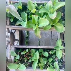 Start a thousand new plants with our mystery box of four.